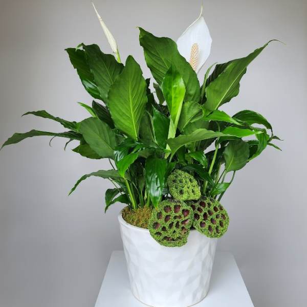 White peace lilies in a white pot with moss-covered decorative accents