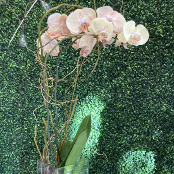 Tall orchid arrangement in a clear rectangular vase