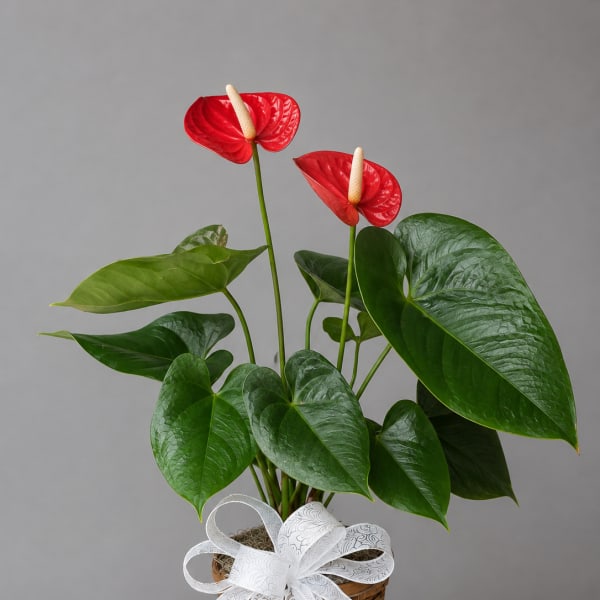 Potted anthurium plant with red blooms in a wicker basket