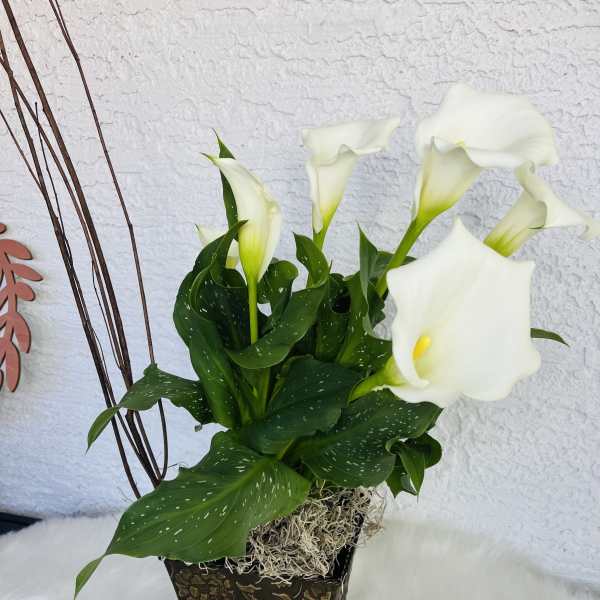 White calla lilies in a decorative square planter