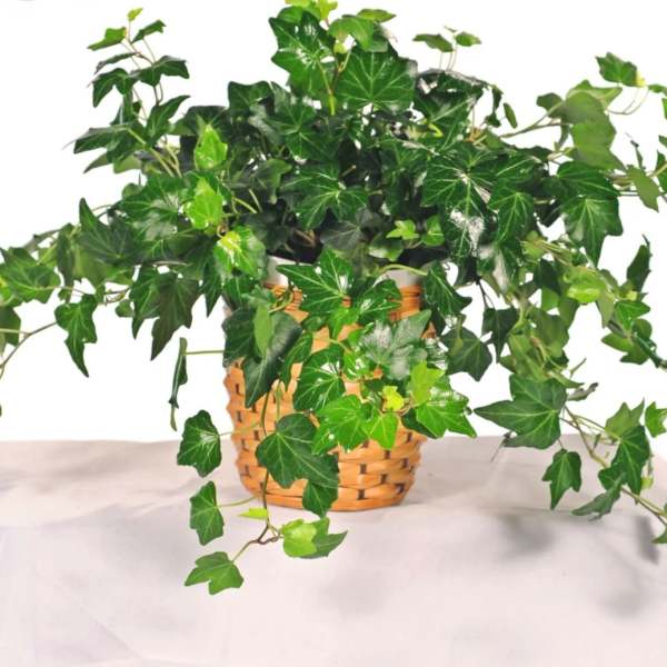 Potted ivy plant in a woven basket planter
