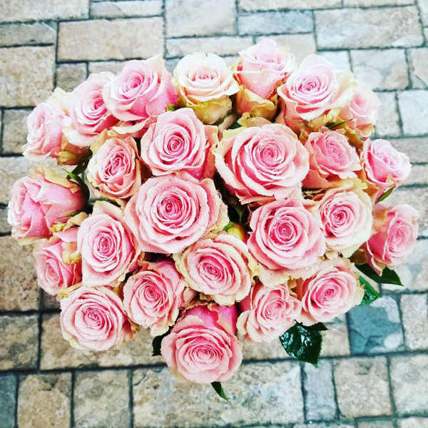 Bouquet of pink roses with pale cream edges