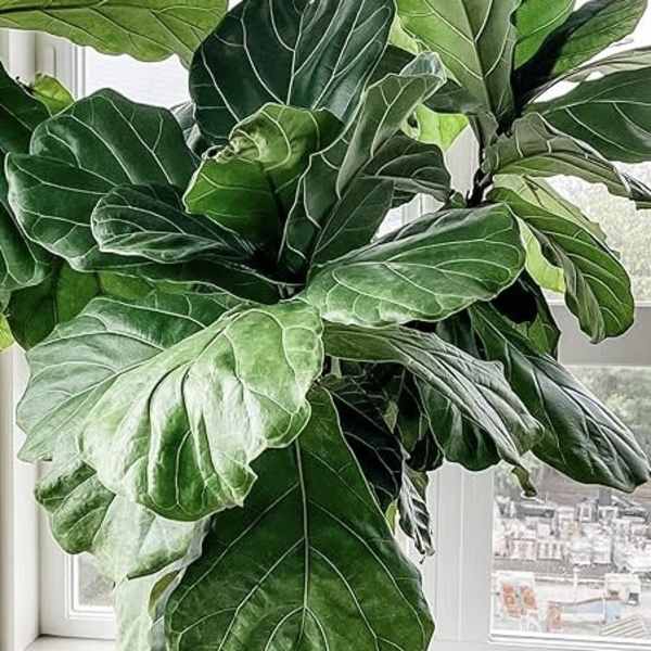 Large potted fiddle leaf fig plant in a gray planter