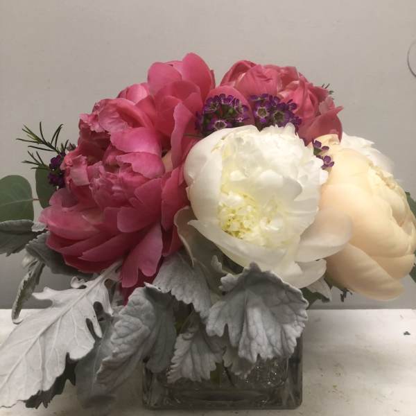 Pink and white peonies in a square glass vase with silver foliage