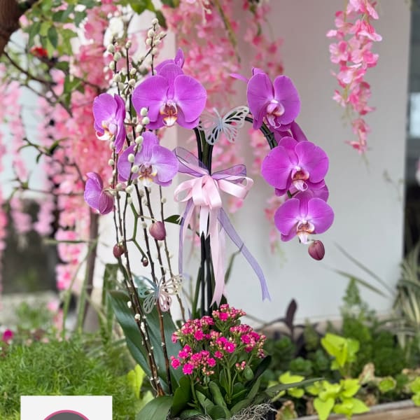 Orchid Arrangement #12