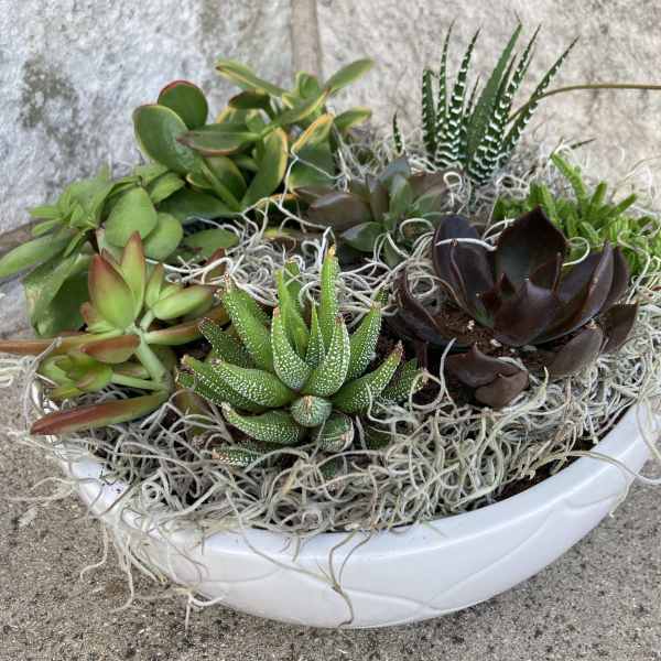 A white bowl planter filled with assorted succulents and moss.