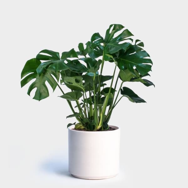Potted monstera plant in a white cylindrical planter