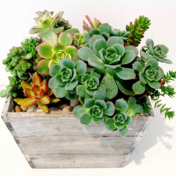 Succulent arrangement in a weathered wooden planter