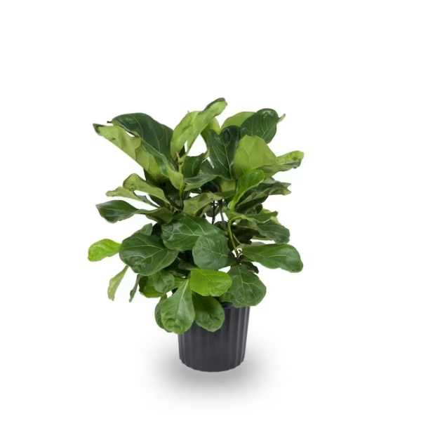 Fiddle Leaf Fig