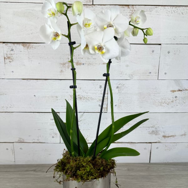 White orchid plant in a silver pot with moss