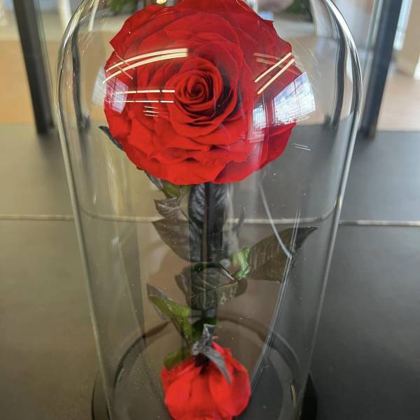 Single red rose under a clear glass dome