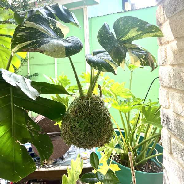 Variegated monstera plant mounted in a moss ball hanging outdoors