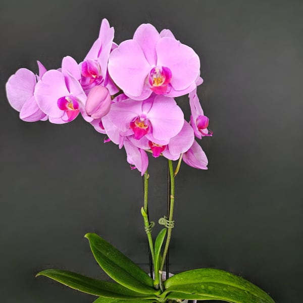 Pink orchid plant in a decorative pot