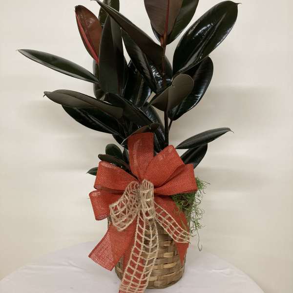 Potted rubber plant in a woven basket with a red bow