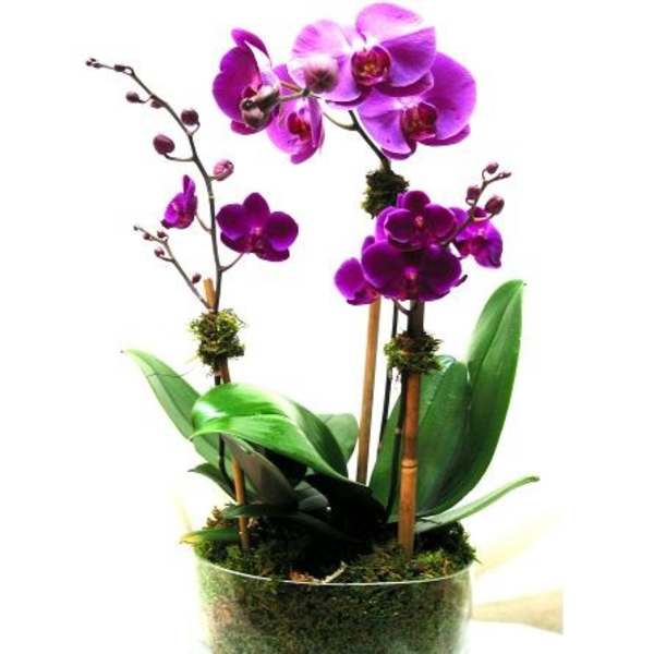 Purple orchids in a clear glass bowl with moss and green leaves