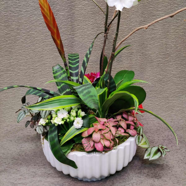 Exqusite Orchid garden
