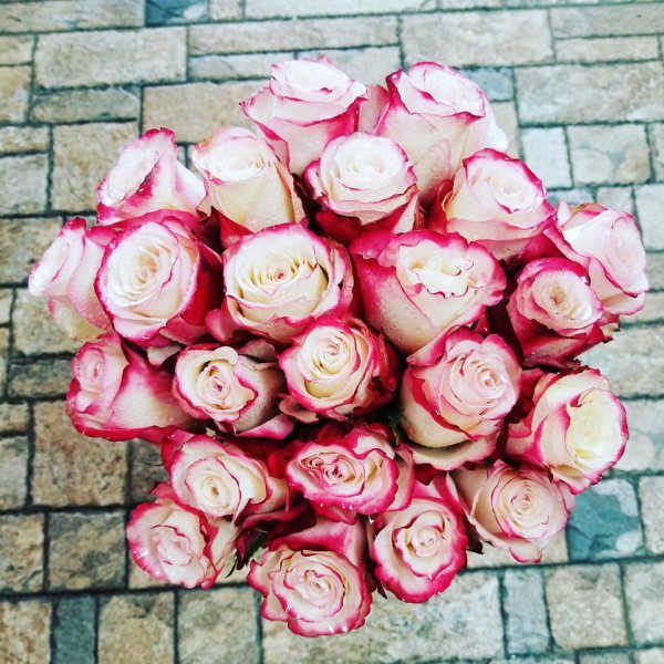 Bouquet of white roses with pink edges