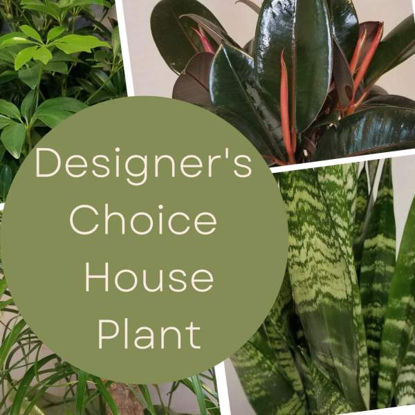 Collage of assorted houseplants with the words "Designer’s Choice House Plant"