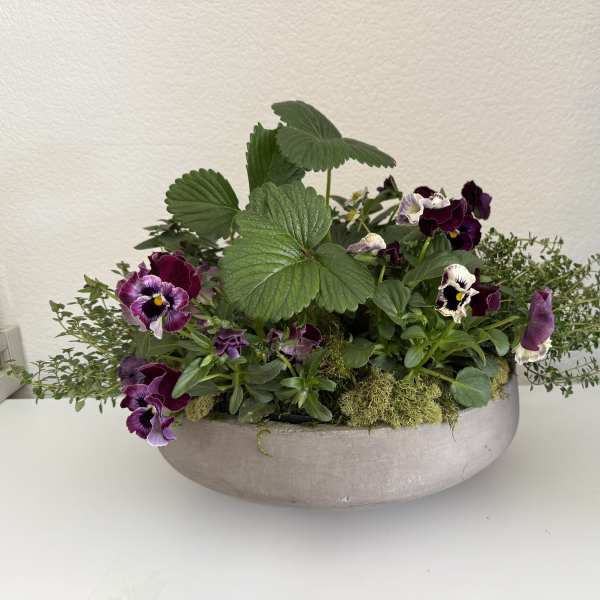 Low planter with purple pansies and green foliage in a shallow bowl