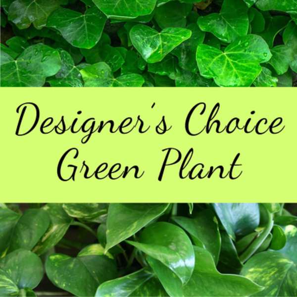 Leafy green plants above and below a pale yellow banner reading 'Designer’s Choice Green Plant'.