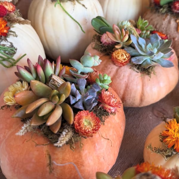 Decorative pumpkins topped with succulents and small flowers