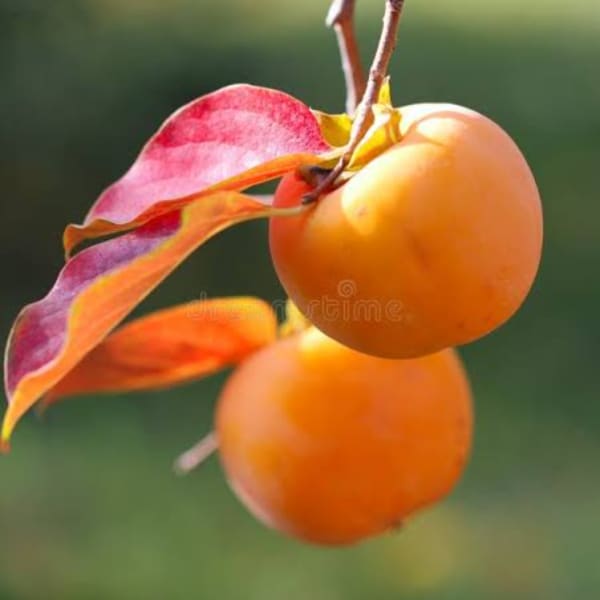 Orange persimmons hanging from a branch with red and yellow leaves