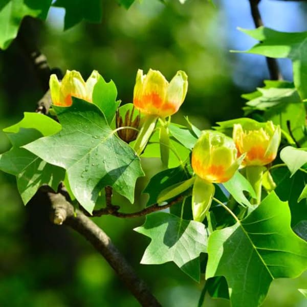 Yellow-orange tulip tree blossoms among bright green leaves