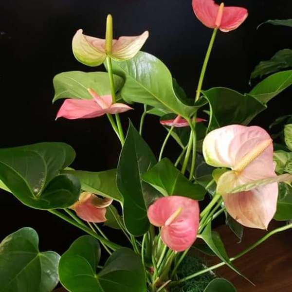 Pink and pale anthuriums in a white pot
