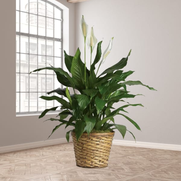 Potted peace lily plant with white blooms in a woven basket