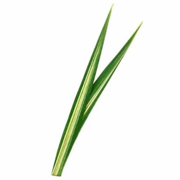 Two long variegated green leaves on a white background