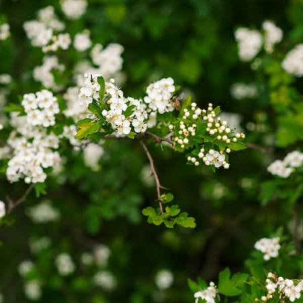 White blossoms on a leafy branch against a blurred green background