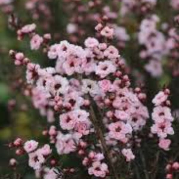 Clusters of small pink flowers on branching stems