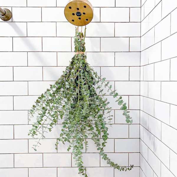 Shower Hanging Eucalyptus