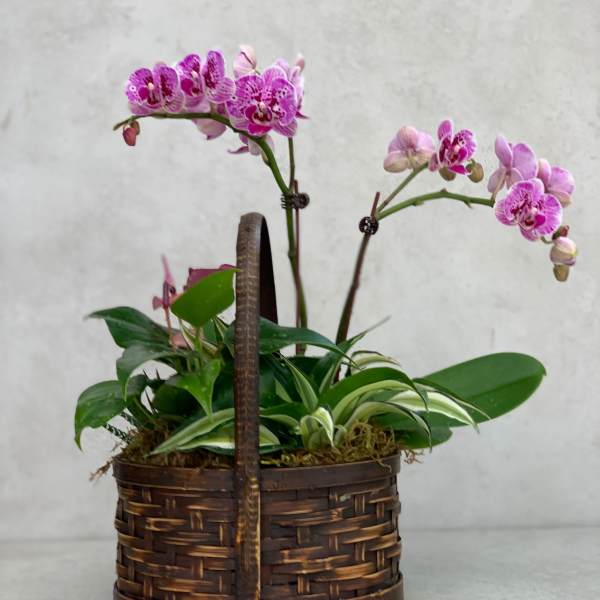 Pink orchids in a woven basket planter