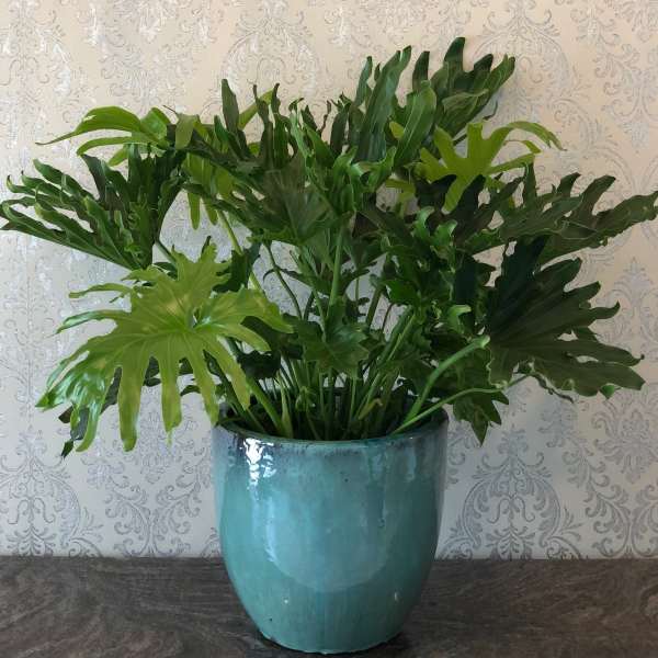 Lush green potted plant in a blue ceramic pot