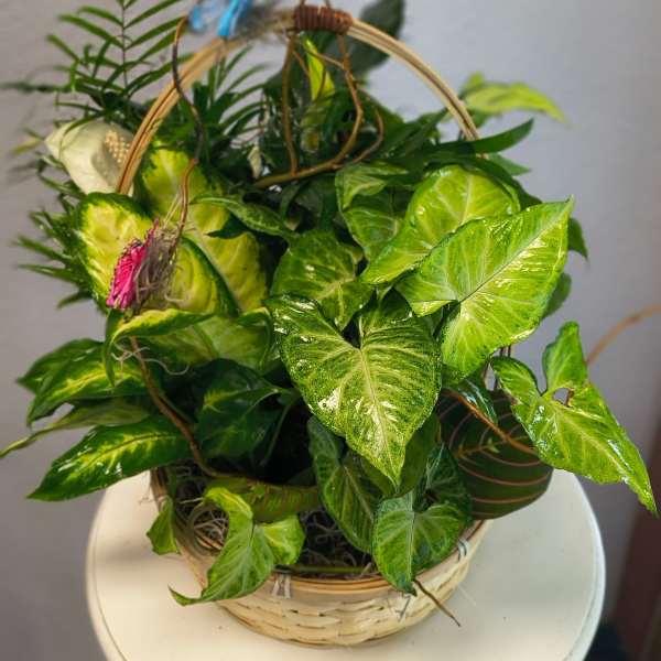 Basket of green potted foliage with decorative butterflies