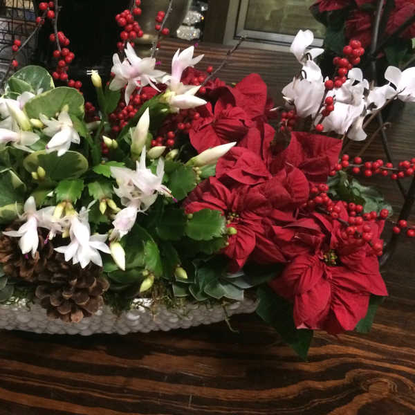 Holiday centerpiece with red poinsettias, white flowers, and pinecones in a low white container