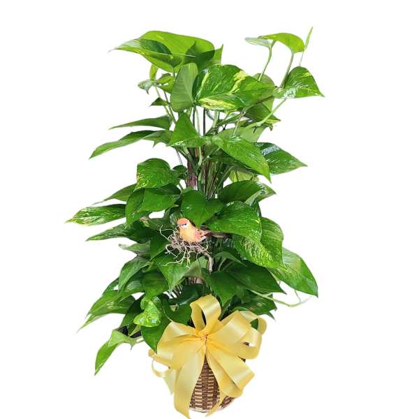 Potted pothos plant in a woven basket with a yellow ribbon
