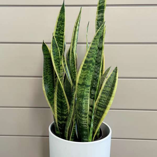 Potted snake plant with tall variegated green leaves in a white planter