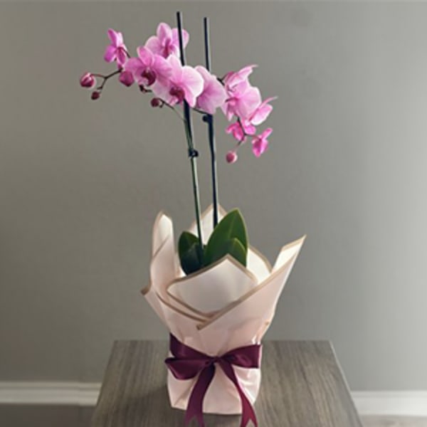 Pink orchid plant in a wrapped pot with a purple ribbon