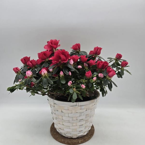 Blooming pink and red potted plant in a white woven basket container