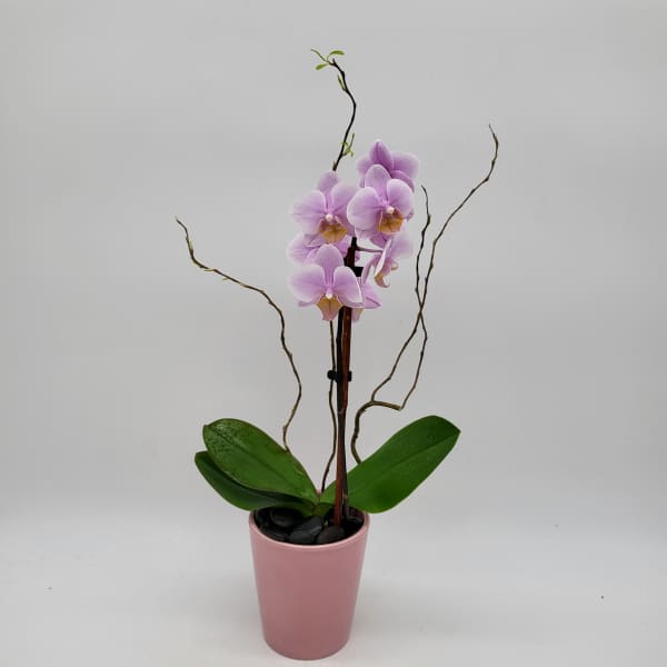 Mini Orchids