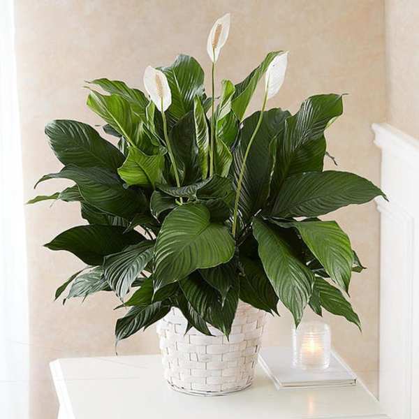 White peace lilies in a woven basket on a table