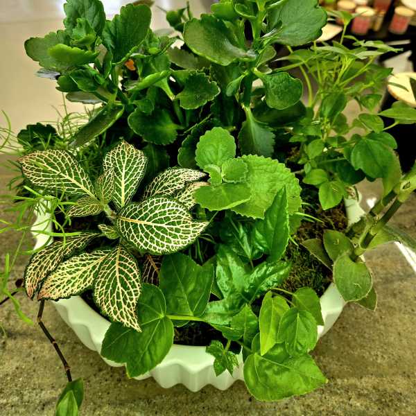 Potted arrangement of assorted green houseplants in a white container