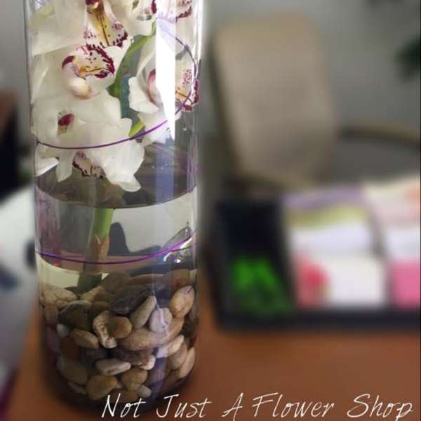 White orchids in a tall clear cylinder vase with decorative stones