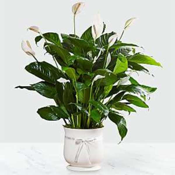 Potted peace lily with white blooms in a white ceramic pot