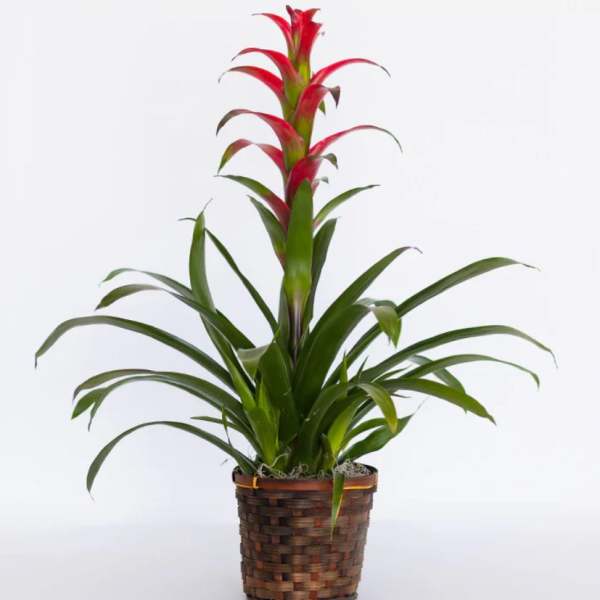 Potted bromeliad with red-tipped leaves in a woven basket