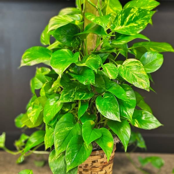Pothos Pole Ivy (Large)