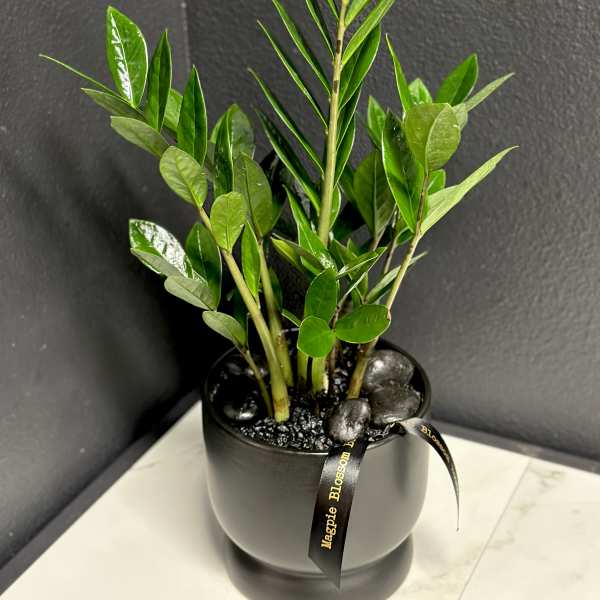 ZZ Plant
