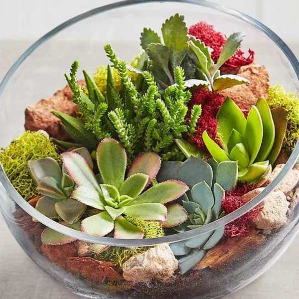 Glass bowl terrarium with assorted succulents and moss